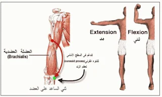 البايوميكانيك في الحركات الرياضية