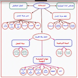 البايوميكانيك في الحركات الرياضية