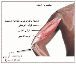 البايوميكانيك في الحركات الرياضية
