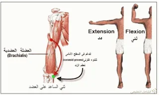 البايوميكانيك في الحركات الرياضية | منصة الشامل التعليمية